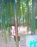 IMG0478A