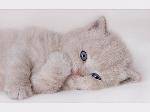 ɰcat