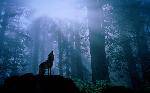 1440x900wolf