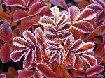WinterLeaves