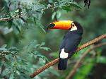 vTocoToucan