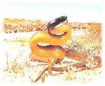 snake