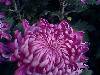 IMG0099A