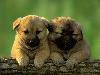 lovelydog