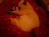 IMG0025A