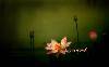 lotus pond_monk