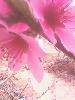 IMG0254A