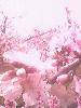 IMG0230A