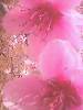 IMG0232A