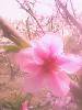 IMG0259A