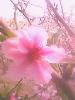 IMG0263A