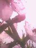 IMG0229A