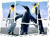 Penguins