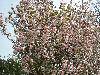 DSCN7154
