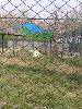 20100409500