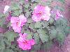 IMG0025A