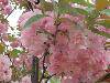 ԰ӣ20090410