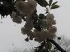 ԰ӣ20090410