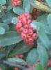 2009102506323963[1]