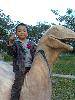 Holle