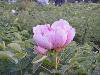 DSC01914