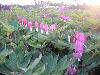 DSC01907