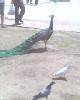 IMG0145A