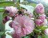 IMG0351A
