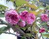 IMG0352A
