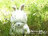 mashimaro_01_1024