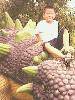 ڿ԰