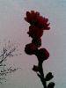 20090401(һ֦)㳡