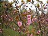 SAM_0086