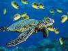 Green Sea Turtleh