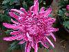 DSCF1286