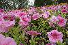 SAM_1575