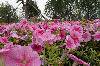 SAM_1574