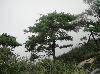 λɾ