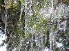 Spring in Winter