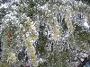 Spring in Winter