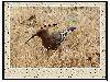 ҼҴľ