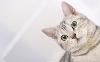 the lovely cat