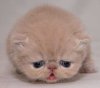 Ĭ