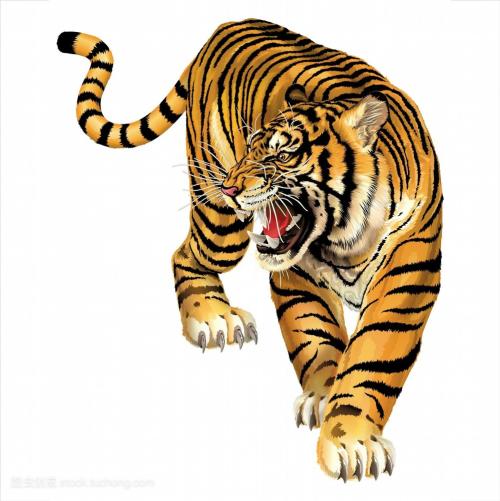 老虎全身都是黄色和黑色的条纹,看起来威风凛凛.
