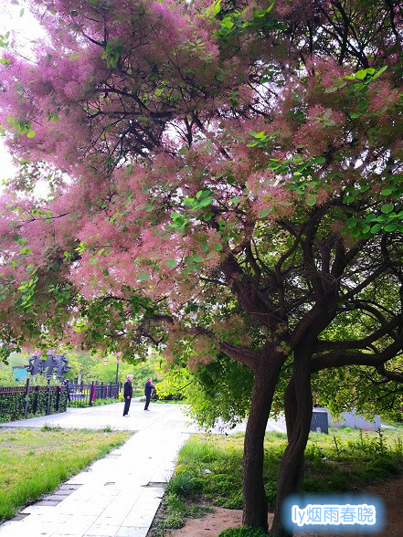 洛阳春日之黄栌花开