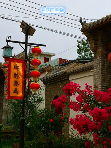 宜阳养马村的那些花儿