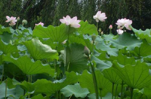 公园荷花池一游