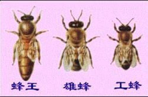 蜜蜂的分类及分工(主要是妈妈讲解,当然我是不会忘了临时抽测的)