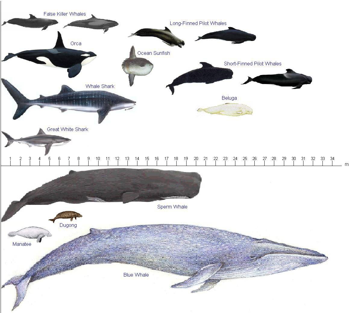 虎鲸集体报复大白鲨图片