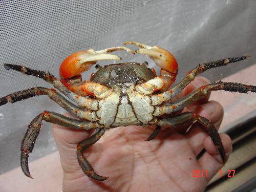 这些螃蟹在宾馆马路边上可多了,这些都是旱螃蟹,我们有一个疑问,它们